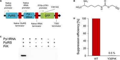 Genetic Code Expansion of Vibrio natriegens